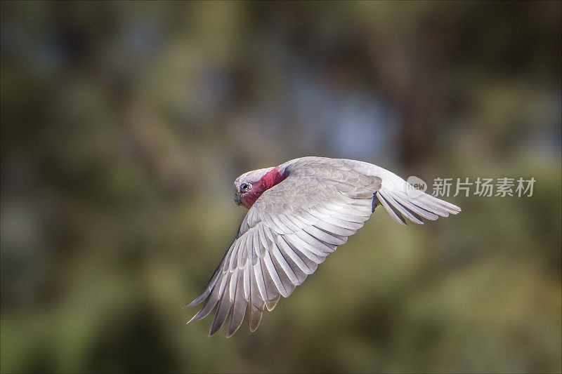 飞行杆(Eolophus roseicapilla)